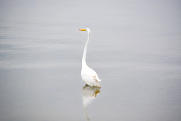 Great White Egret Searches the Bay for Fish Early on a Summer Morning