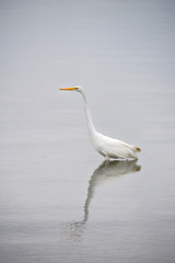 Great White Egret Searches the Bay for Fish Early on a Summer Morning