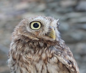 Little Owl (Athene noctua)