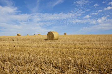 golden round bales