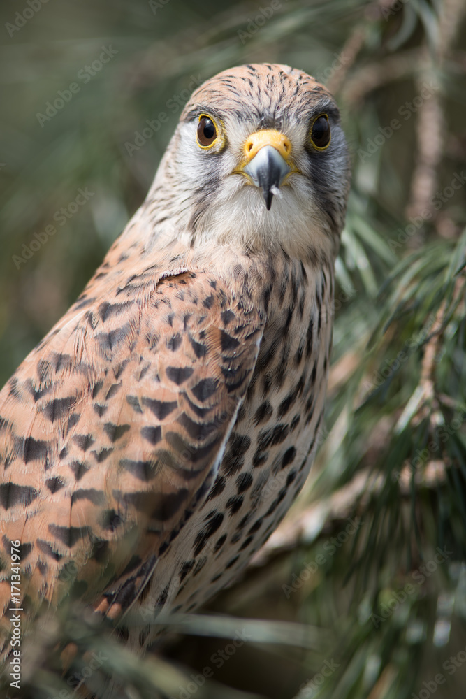 Poster a close upright vertical portrait of a female kestrel perched in a tree with a natural background an