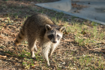 Raccoon