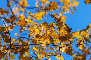 Fototapeta premium Autumn landscape in park.