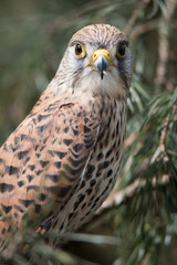 A close upright vertical portrait of a female kestrel perched in a tree with a natural background and staring forward at the camera