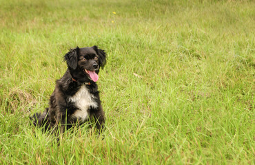 The little black dog rested on the grass. Copyspace