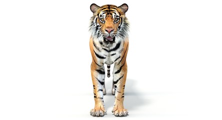 Sumatran Tiger (3D)