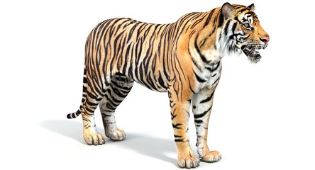 Sumatran Tiger (3D)