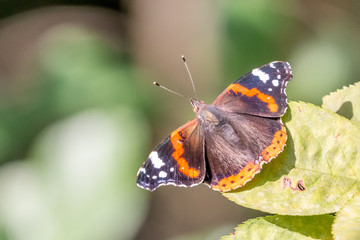 butterfly on a green leaf