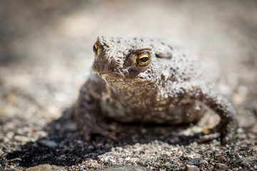 closeup of a grey toad, shallow DOF
