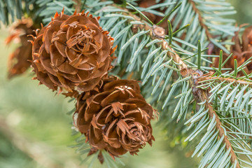 closeup of two coulter pines on a branch