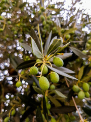 Olives on the olive tree