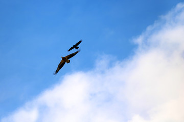 Sea-eagle and crow birds fly together against the sky