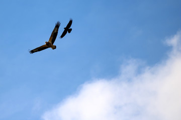 Sea-eagle and crow birds fly together against the sky