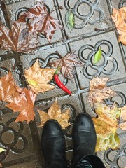Rain, autumn leaves and chili pepper on the sidewalk