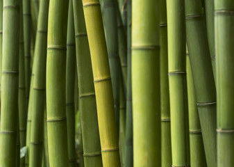 Obraz premium Zielony bambusowy tło.