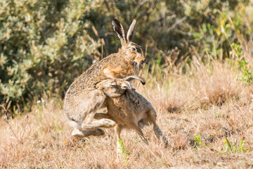 two hare fighting and biting