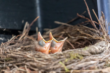 two blackbird chicks screeming for food
