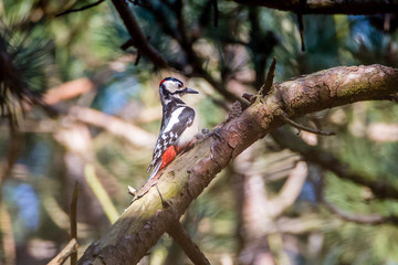 woodpecker on a branch