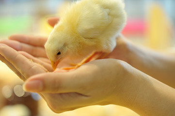 ひよこ：手乗り © Utatsuki