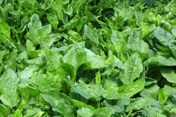 leaves of ribwort