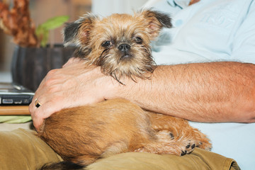 Puppy Brusselse Griffon lies delighted on her boss's lap.