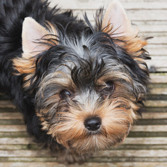Little sweet Yorkie looks into a camera's lens
