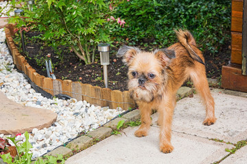 Dear puppy Brusselse Griffon poses for the camera in the garden