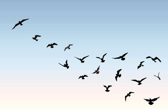 Bird flock flying over blue sky background. Animal wildlife.