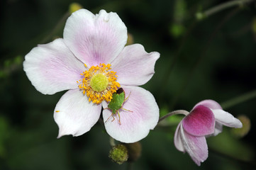 grüne Stinkwanze auf Herbstanemonenblüte