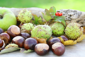 marrons d'inde et feuilles d'automne,fruit de saison