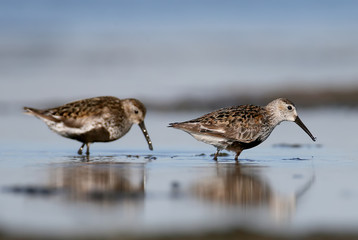 A pair dunlin feeding on the shore. Close up view