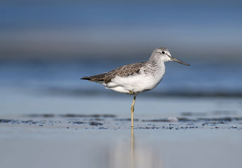 Classical portrait of greenshank with water reflection in soft morning light on blurred background
