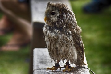 owl