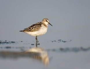 Little stint on the water
