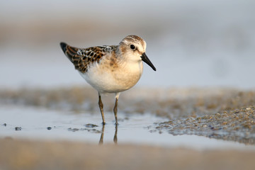 The little stint (Calidris minuta) feeding on shore.