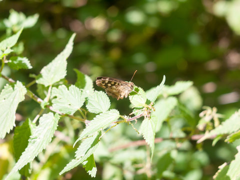 Speckled Wood Butterfly perched on leaf closed wings summer - Pararge aegeria