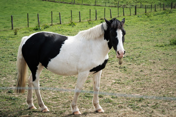 Obraz na płótnie Canvas Black and white horse