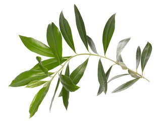 Branche d& 39 olivier isolé sur fond blanc