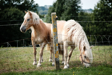 Fototapeta premium Two horses