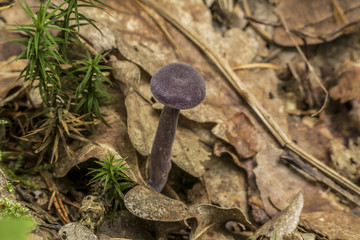 Laccaria amethystina