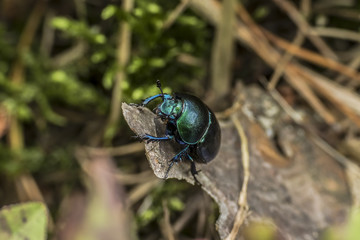 Geotrupidae