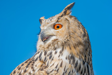 close up from a owl