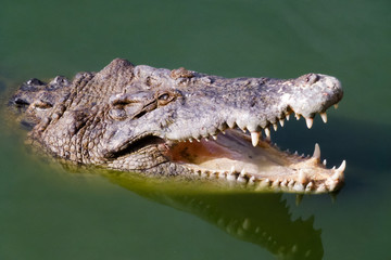 Head of crocodile with open mouth