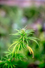 A cannabis plant, a marijuana bush in the countryside.