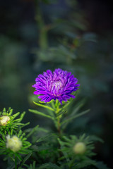 Beautiful violet flower in the darkness