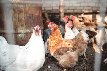 Chickens in the farmyard