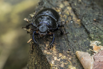 Geotrupidae