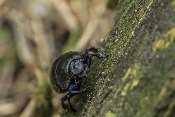 Geotrupidae