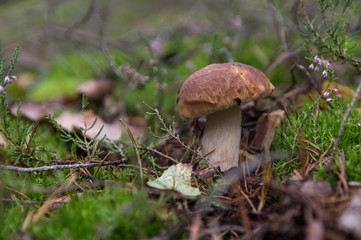 Mushroom boletus,  porcini, in moss, side view.