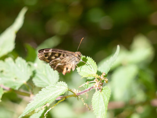 Speckled Wood Butterfly perched on leaf closed wings summer - Pararge aegeria